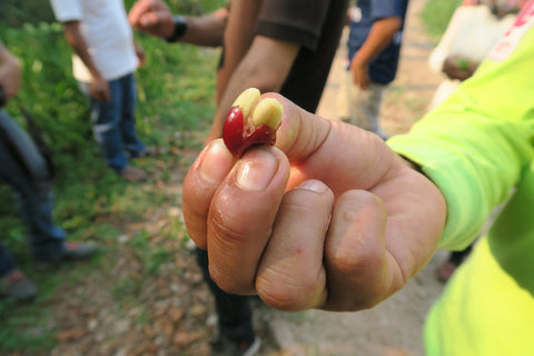 Close-up hand holding red coffee cherry with some pulp removed exposing green bean