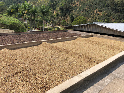 Coffee beans spread out to dry in sun