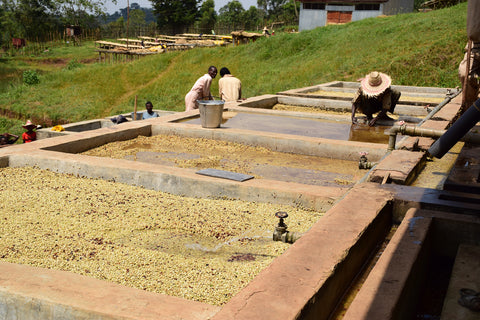 Green coffee beans ferment in large wooden pools filled with water