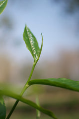 Closeup tea sprig