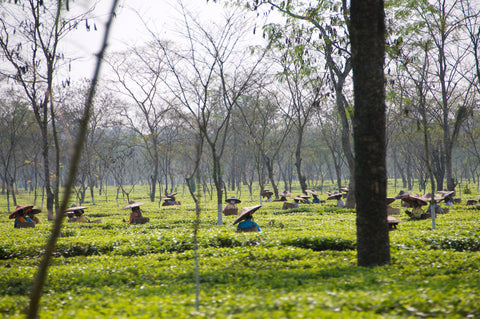 Landscape tea garden, workers in hats pluck tea