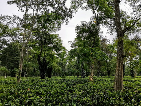 Landscape tea garden, trees in distance