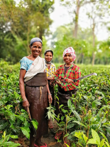 Three female workers stand in tea garden
