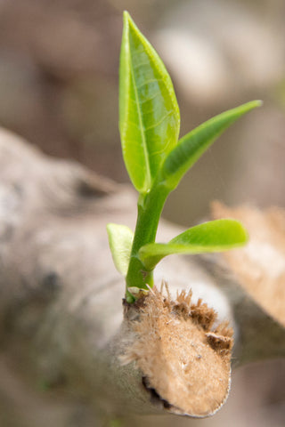 Closeup tea sprig blooming from branch