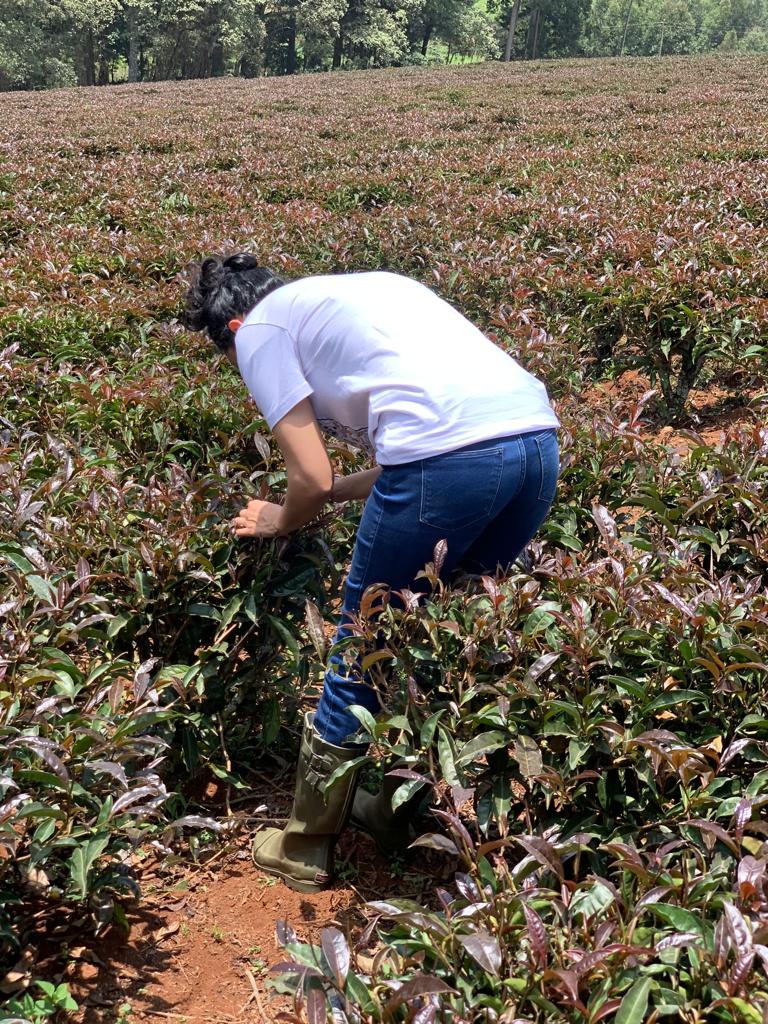 Picking Purple Tea in Limuru