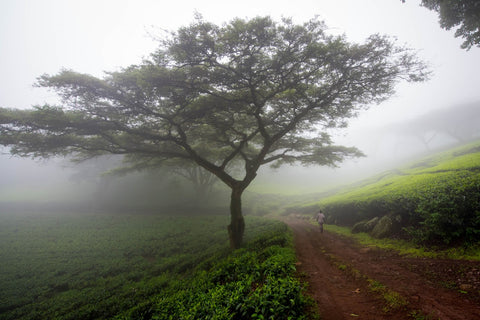 Tree in Mist at Satemwa