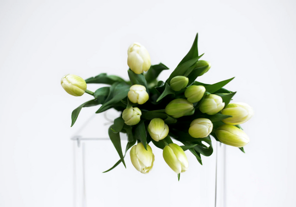 neutral tulips