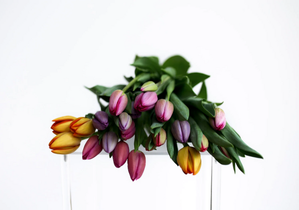 Coloured Tulips