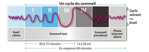 Le cycle du sommeil 