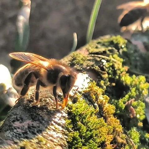 abella abeja