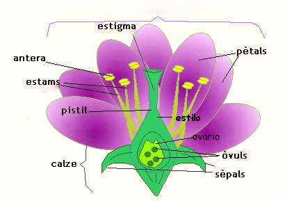 morfologia d'una planta