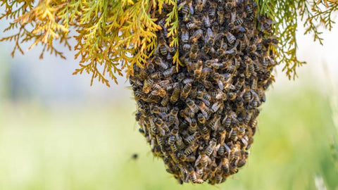 Bola d'abelles buscant una ubicació definitiva.