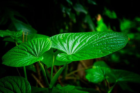 Kava in plant form, shown in nature.