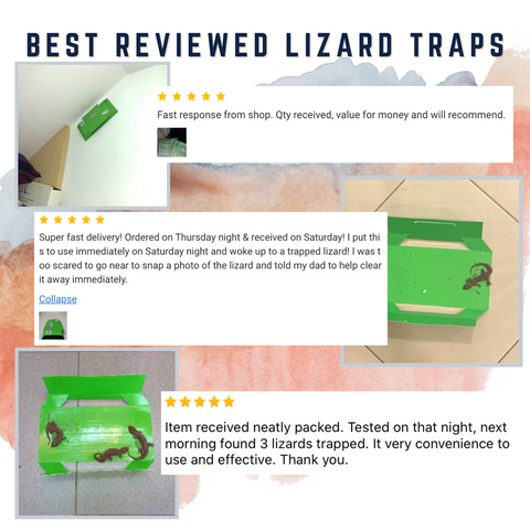 Qoo10 - *Local Seller* on Controz Lizard Trap (Price is for 3 traps in a  pack) : Household & Bedding