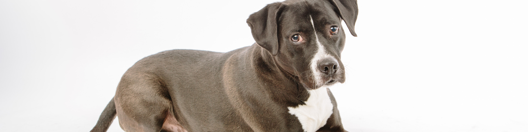 do dogs get bored eating the same food