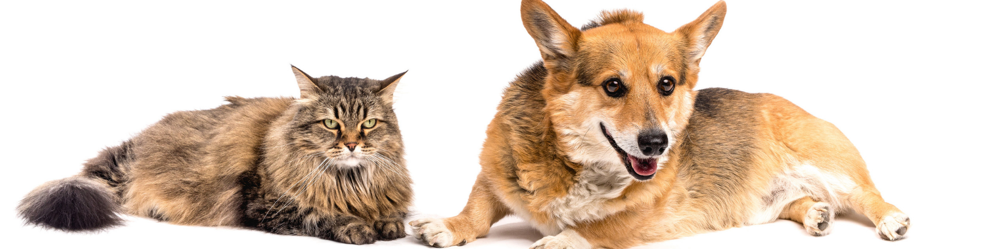 how dogs and cats are different