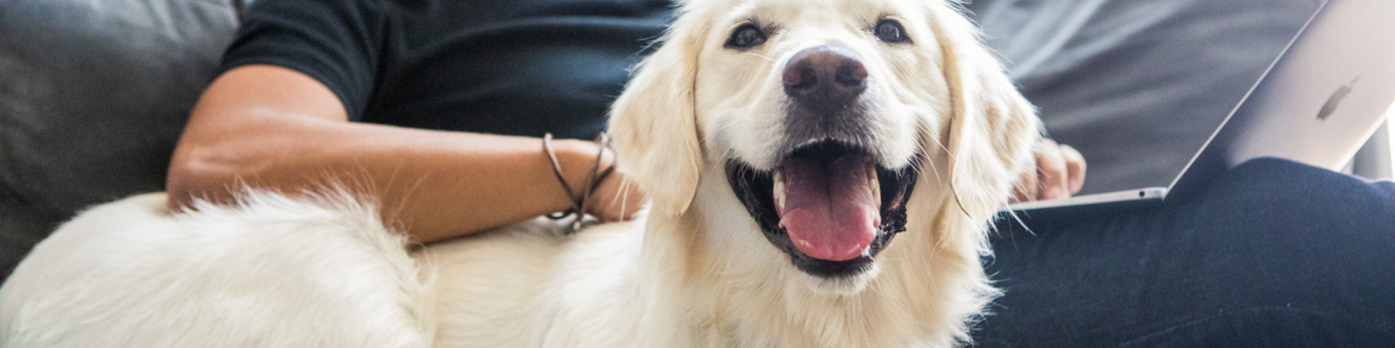 is dandruff common in puppies