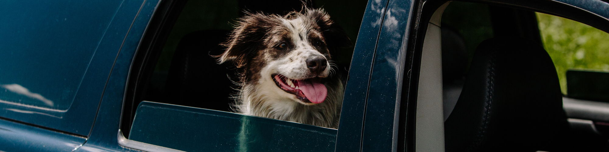 what is the law for leaving a dog in a car