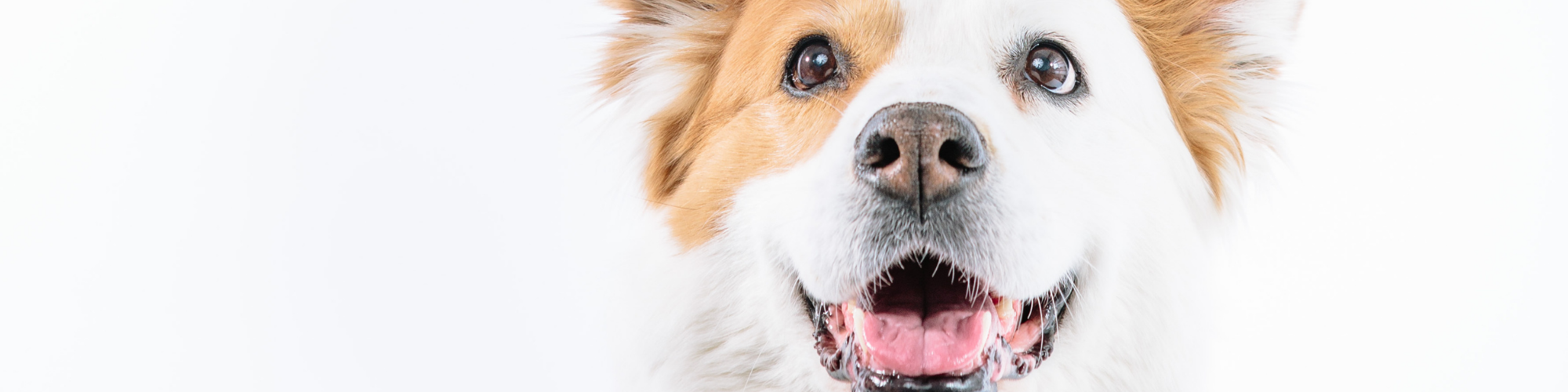 how can you tell if your dog has a urinary problem