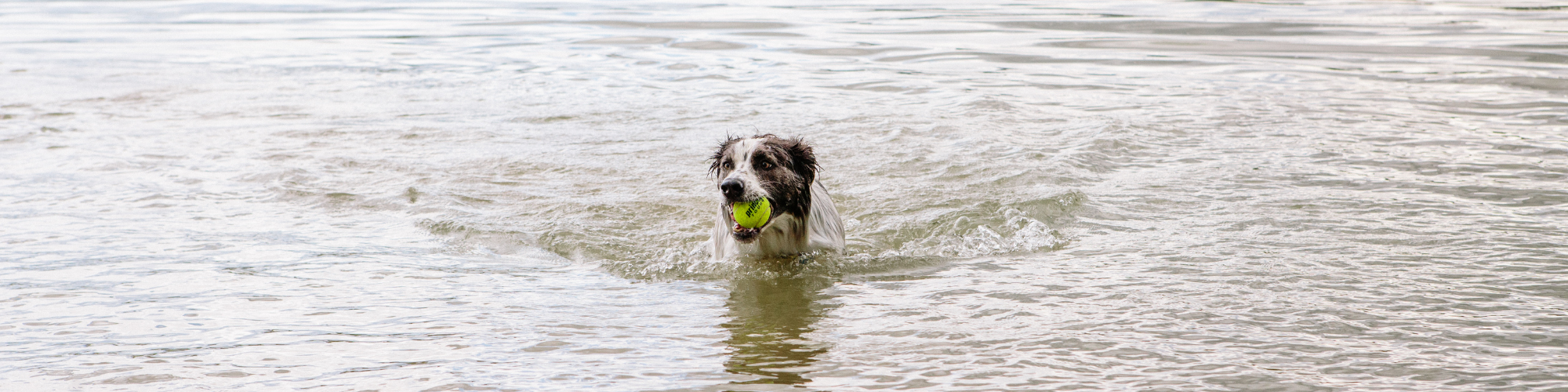 what makes a dogs nose wet