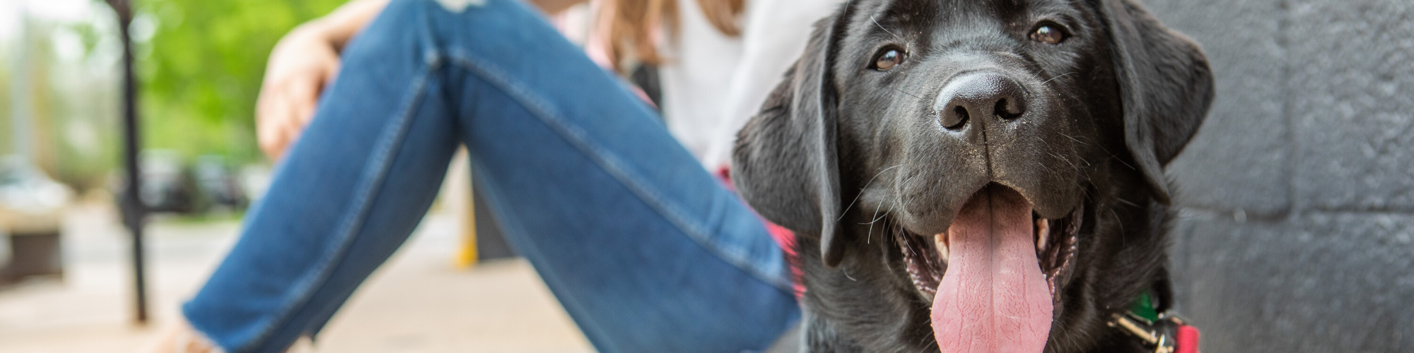 should dogs eat grains