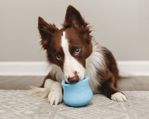 Food puzzles for your dog