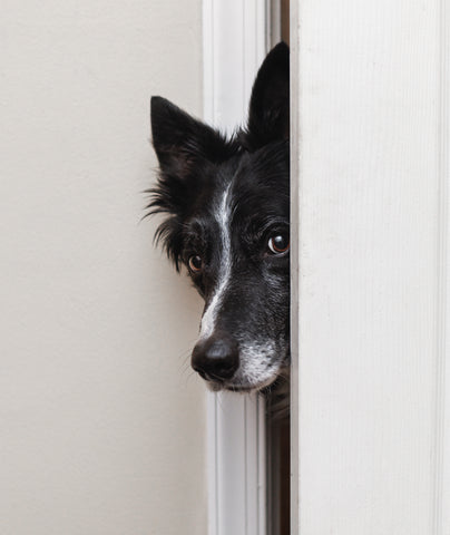 Hide and Seek with your dog