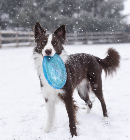 Play in the snow with your dog