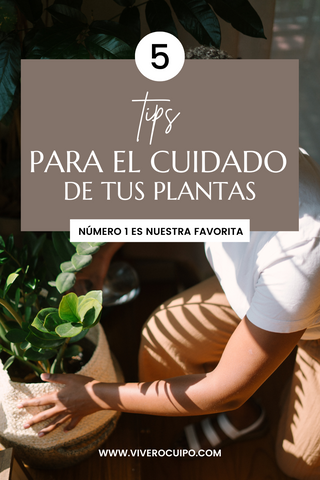 cuidado_plantas_tips_panama