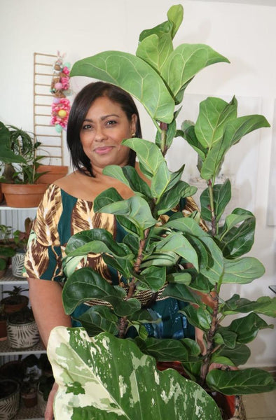 Nuria con ficus lyrata vivero cuipo