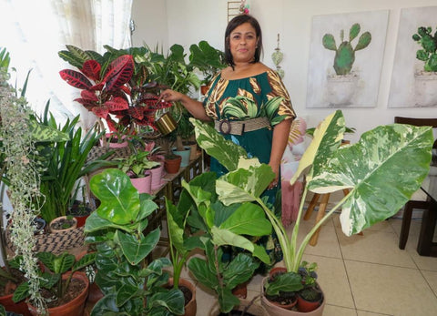 Nuria Regando plantas jungla urbana panama vivero online