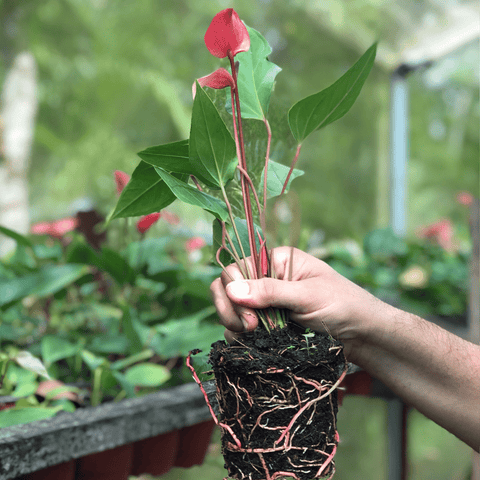 anturio_plantas_panama_vivero_cuipo