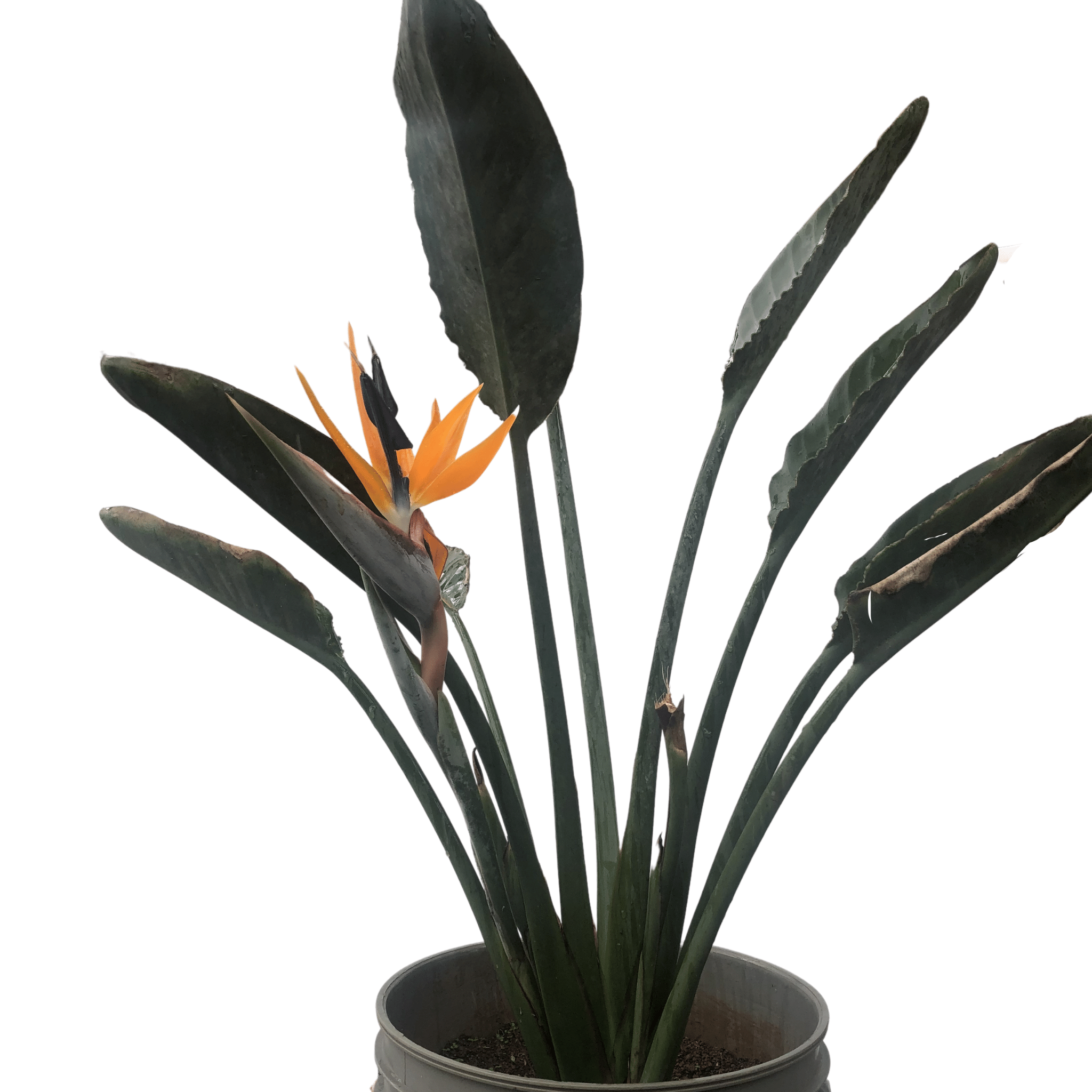 Strelitzia Reginae 