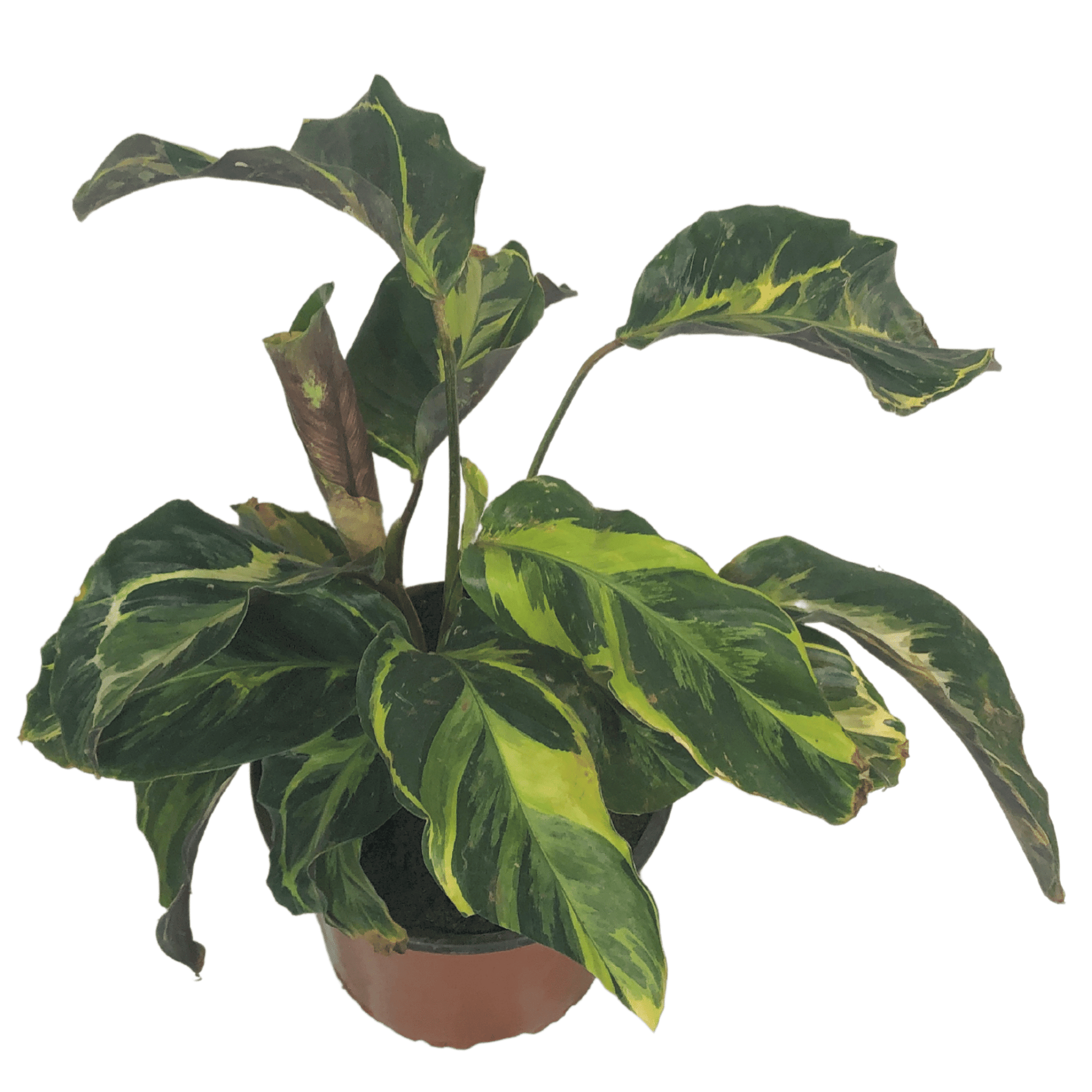 Calathea Louisae, Fusión Amarilla, Belleza Thai – Vivero Cuipo