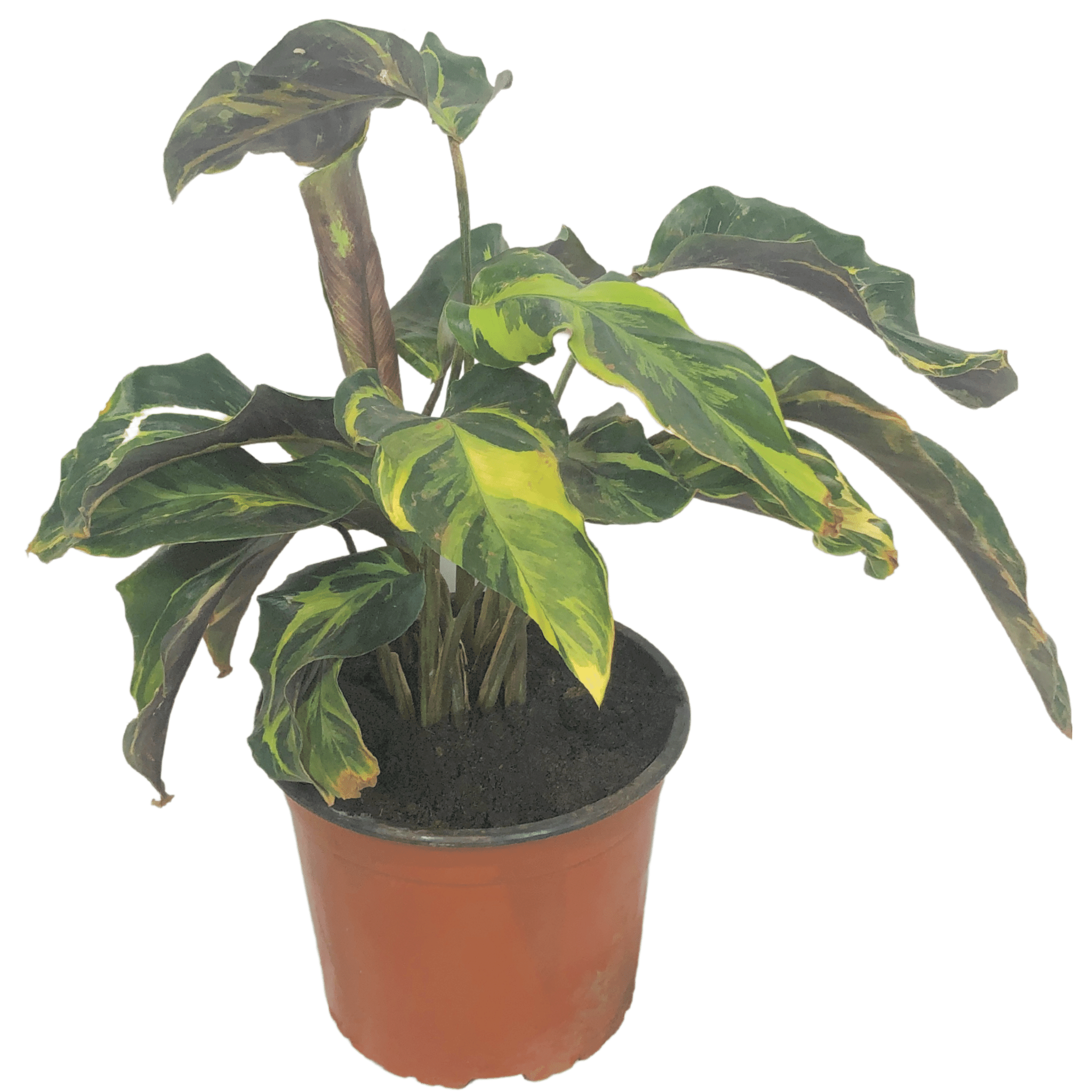 Calathea Louisae, Fusión Amarilla, Belleza Thai – Vivero Cuipo