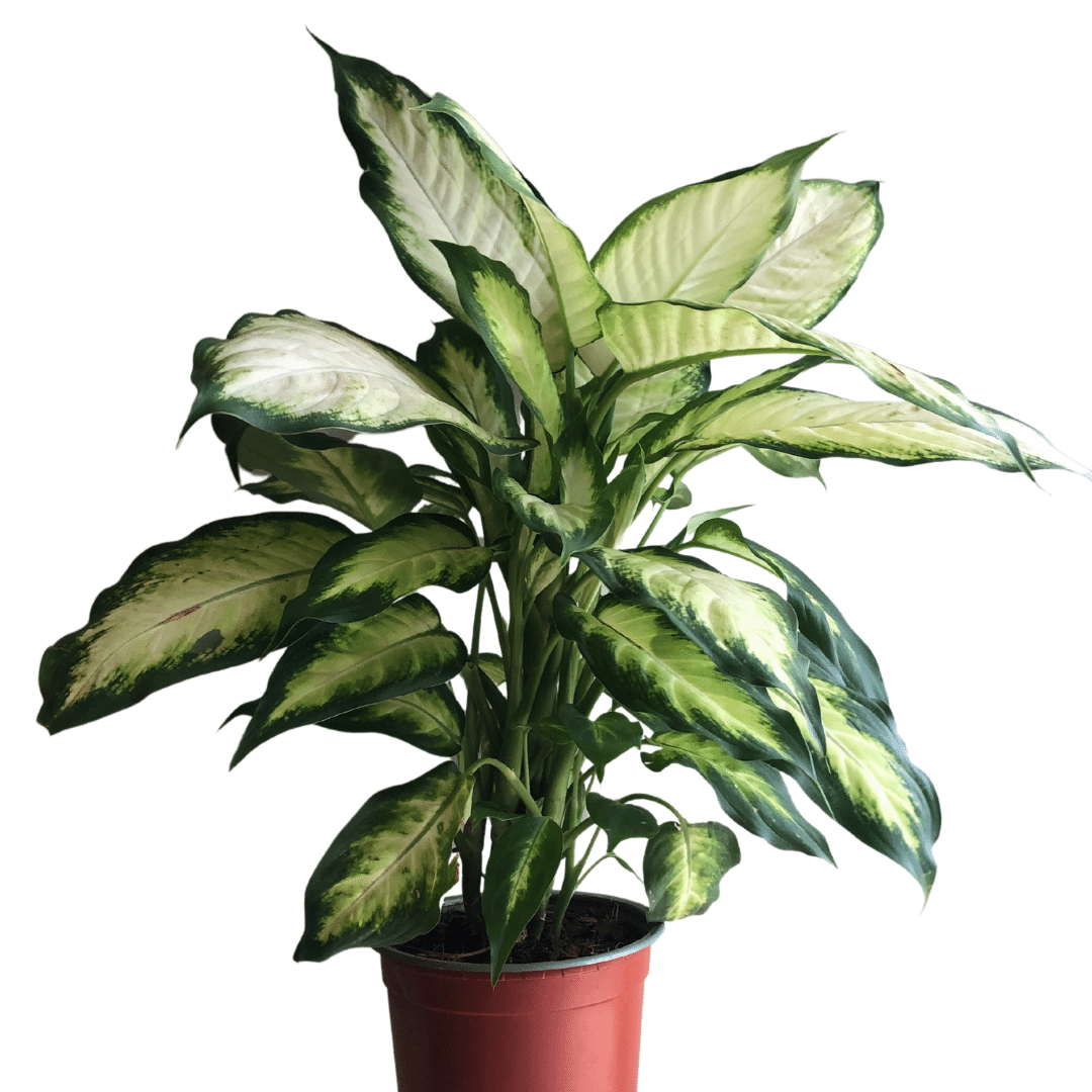 Dieffenbachia Camilla – Vivero Cuipo