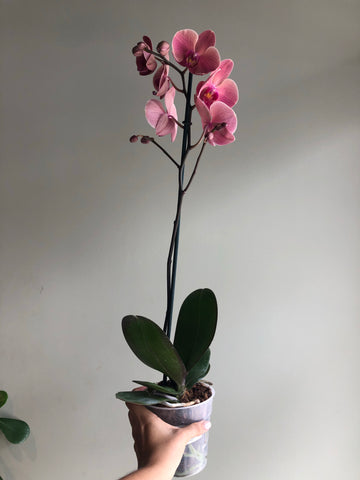 orquidea_phalaenopsis_panama