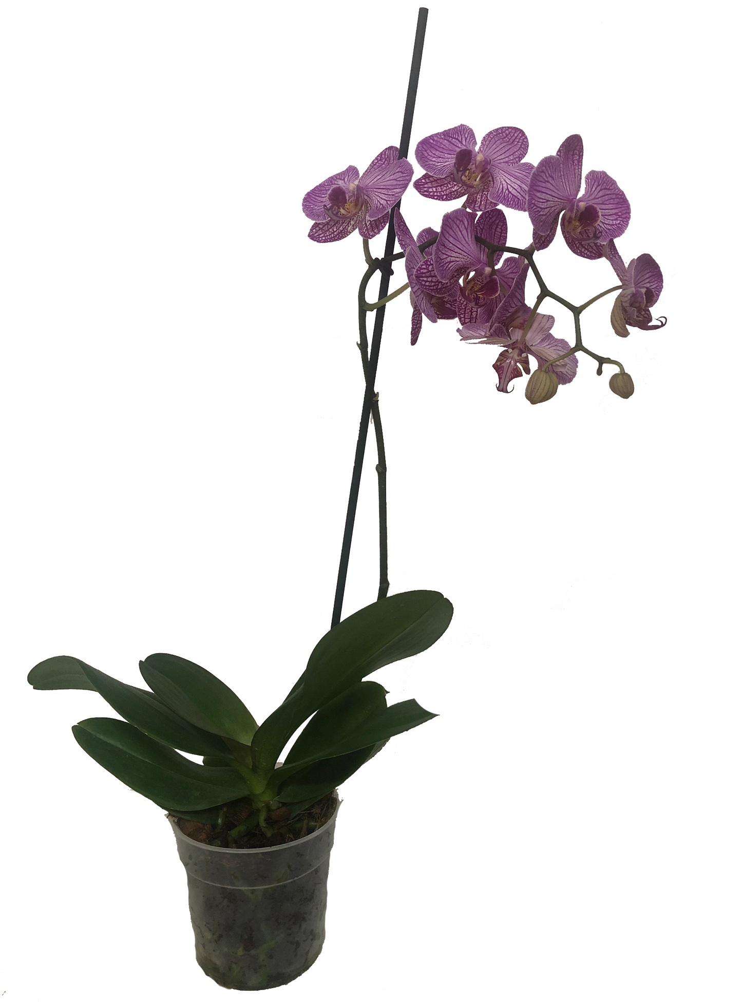 Orquídea Phalaenopsis – Vivero Cuipo