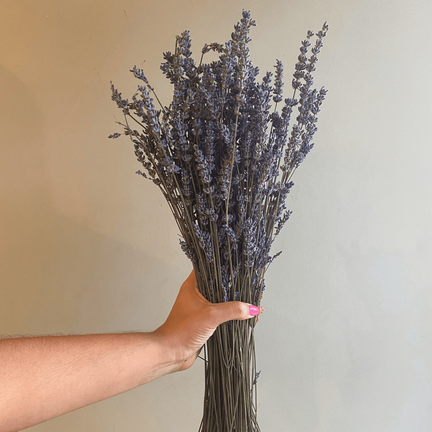 Lavanda Seca – Vivero Cuipo