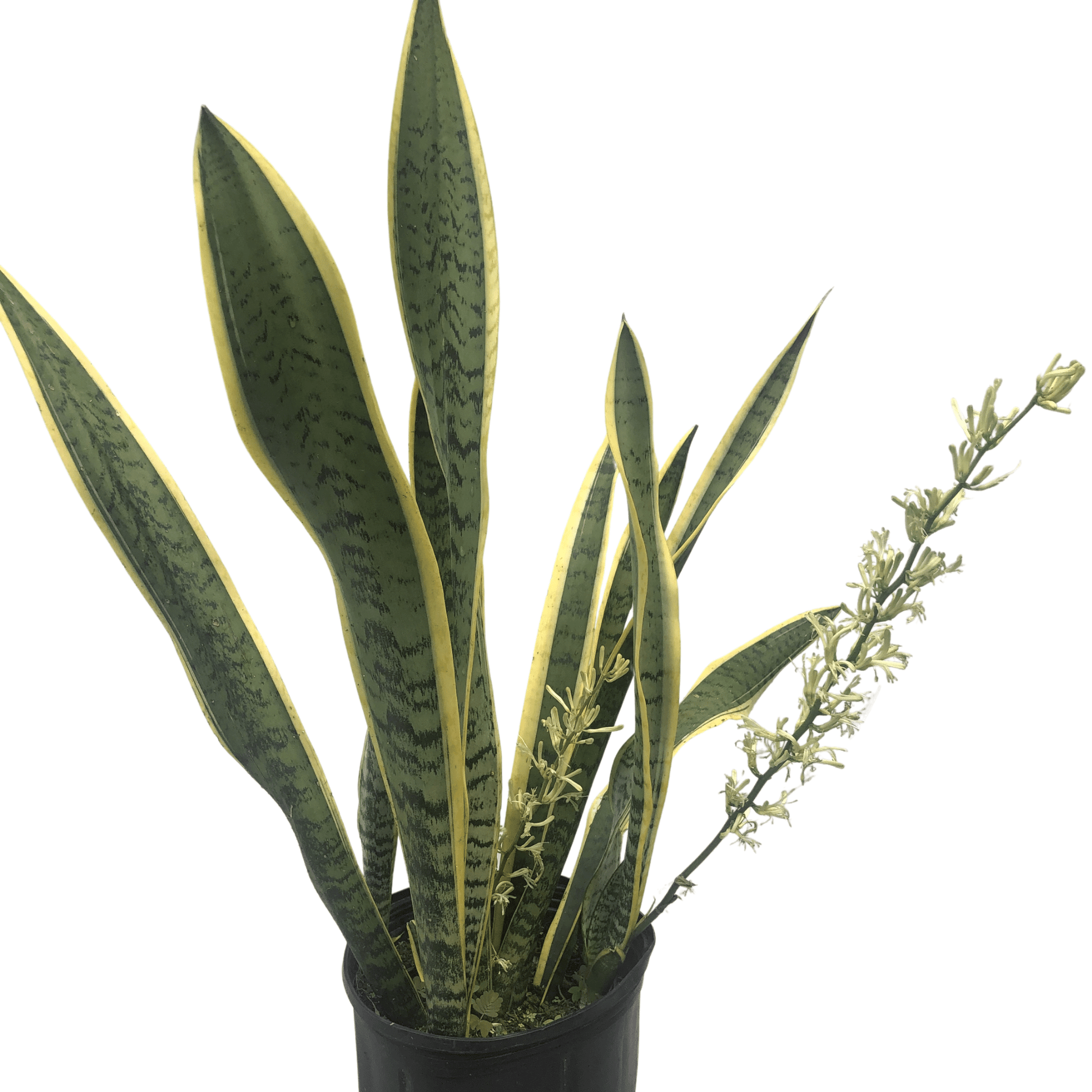 Sansevieria 