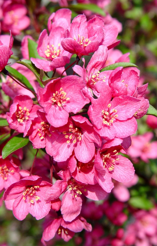 Prairifire Flowering Crabapple (Malus 'Prairifire') - 200cm - 10 Gallo