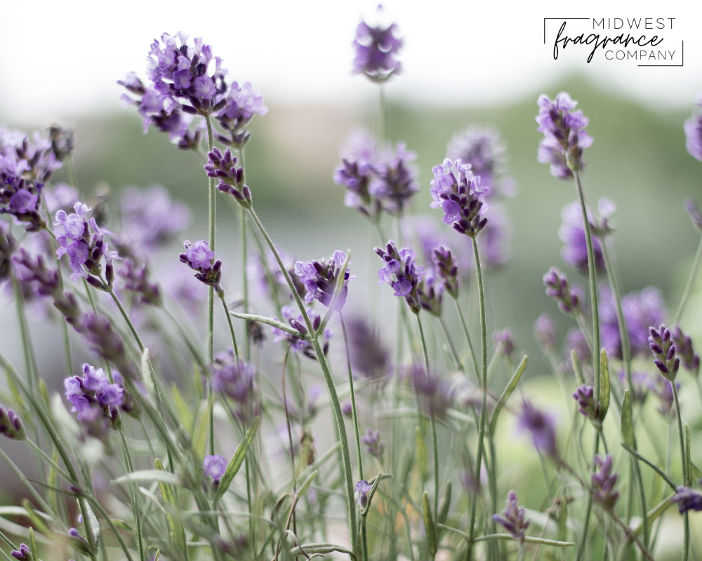 Spring Lilac Fragrance Oil
