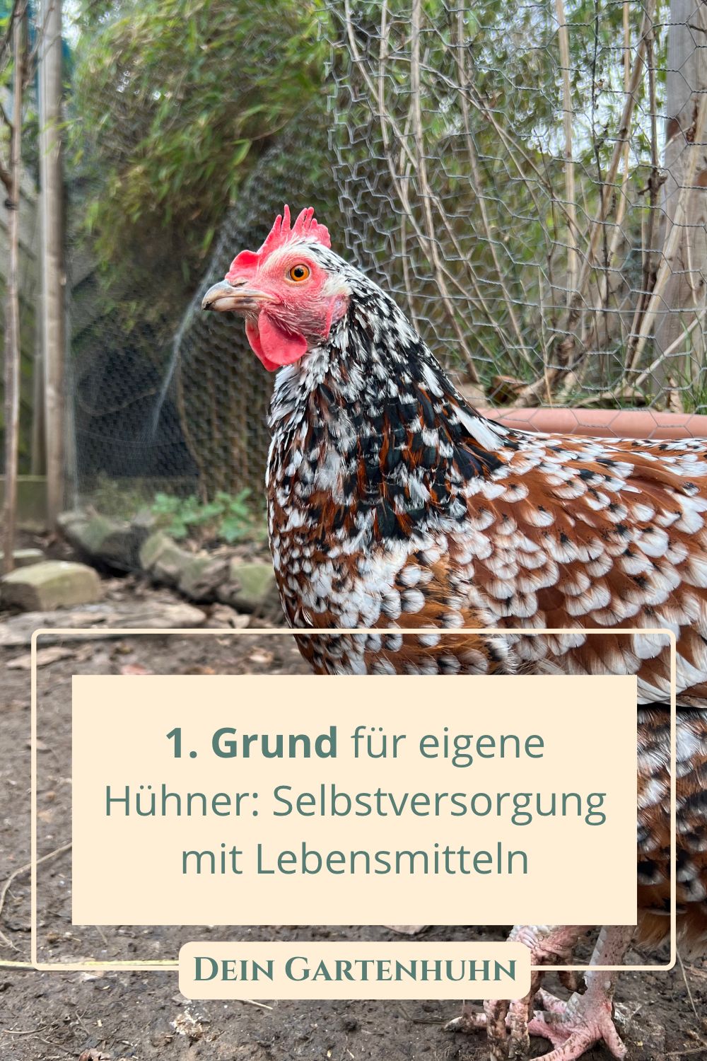 1. Grund für eigene Hühner: Selbstversorgung mit Lebensmitteln
