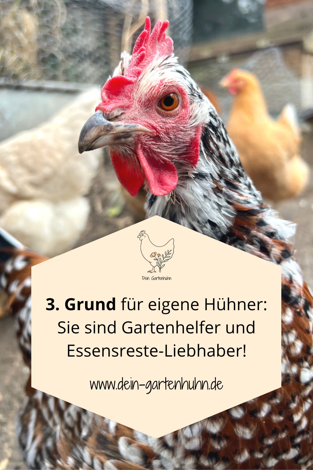 3. Grund für eigene Hühner: Sie sind Gartenhelfer und Essensreste-Liebhaber
