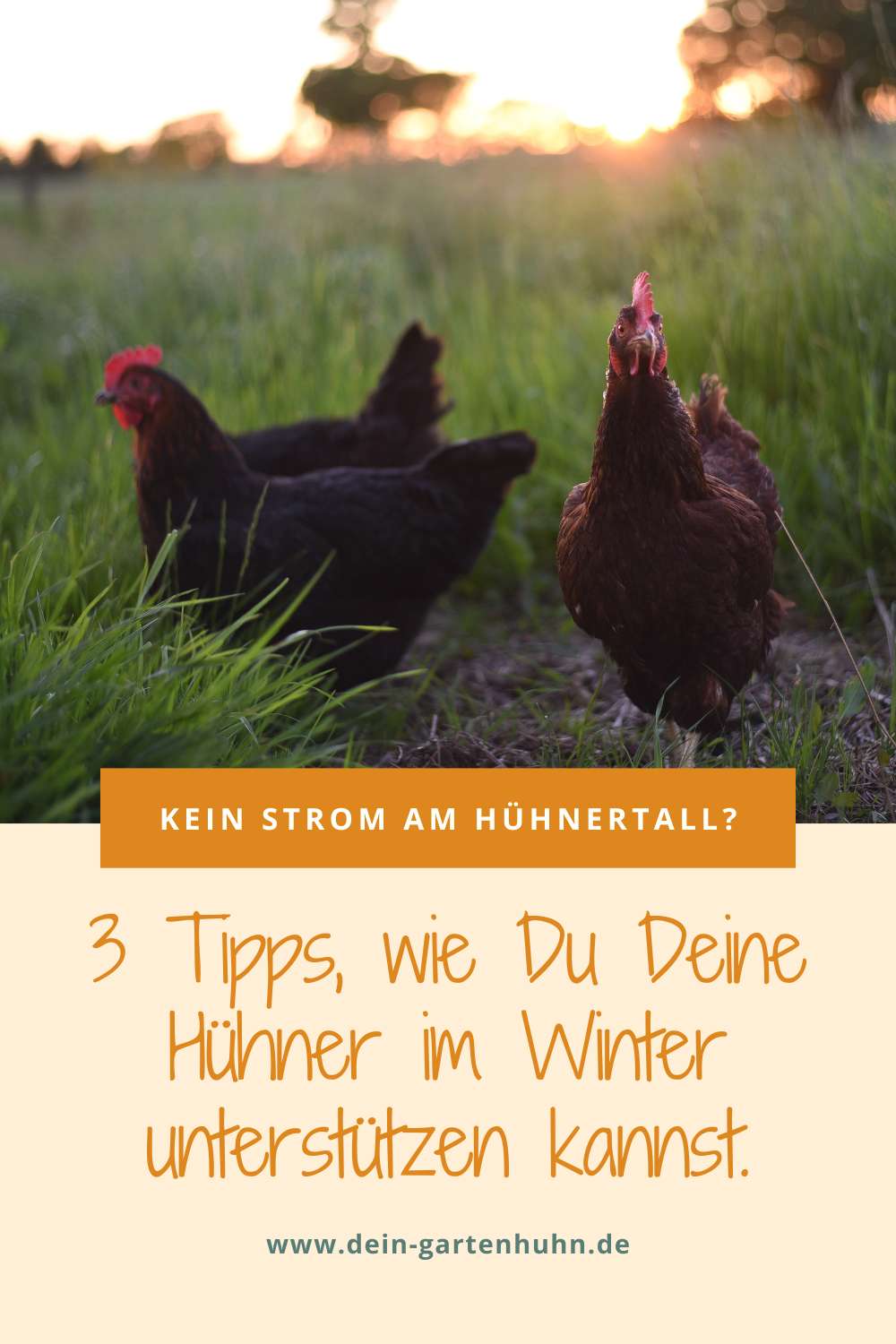 3 Tipps, wie Du Deine Hühner im Winter unterstützen kannst