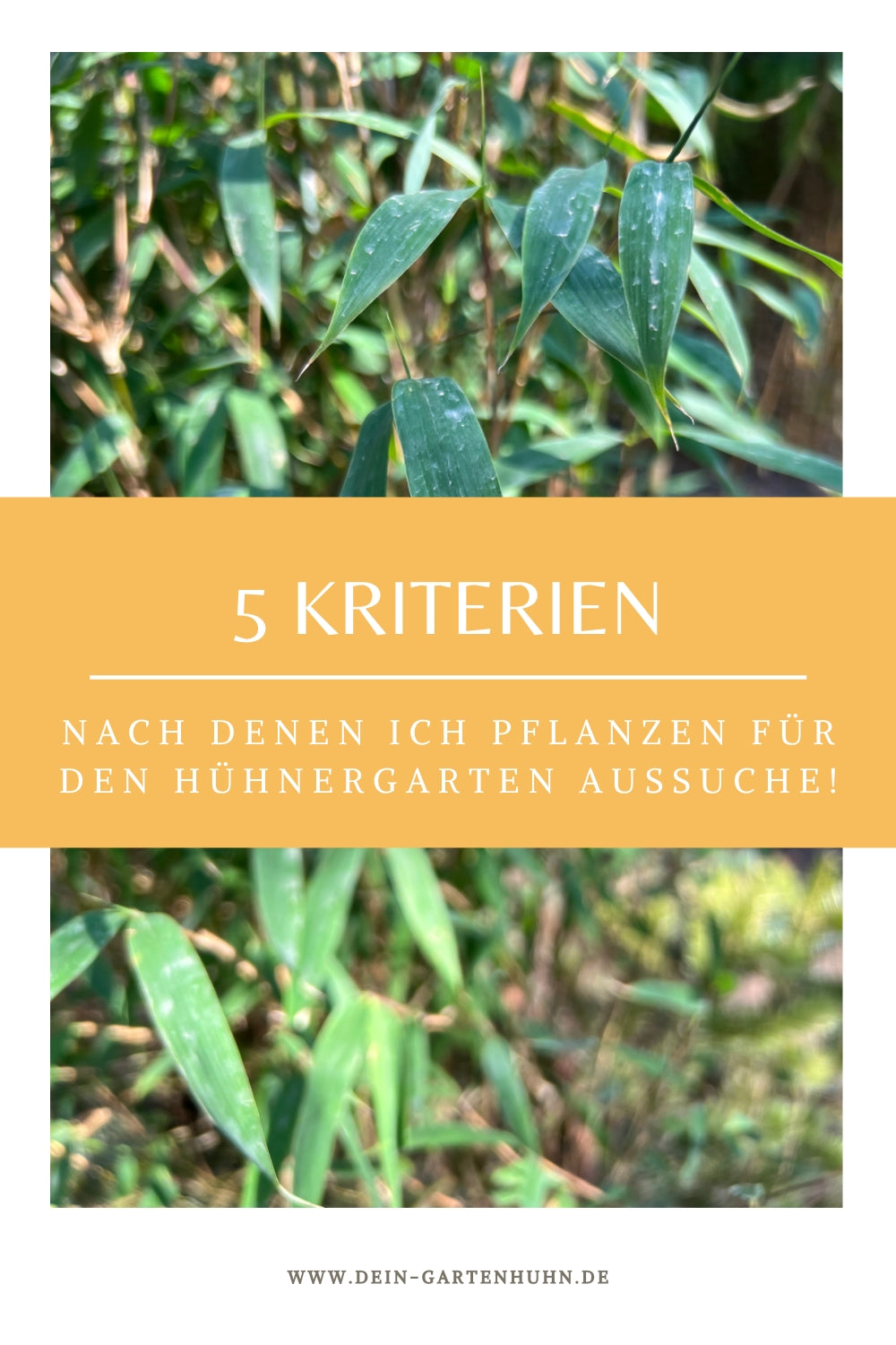 Abgebildet ist ein Bambus Strauch. Im Textfeld steht: 5 Kriterien nach denen ich Pflanzen für den Hühnergarten aussuche.