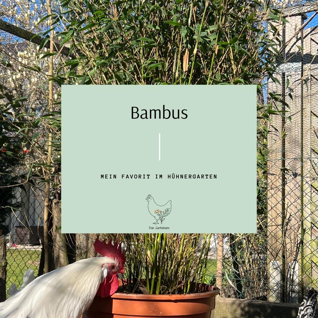 Abgebildet ist ein Hahn der an einem Bambus pickt. Im Textfeld steht: Bambus - Mein Favorit im Hühnergarten.