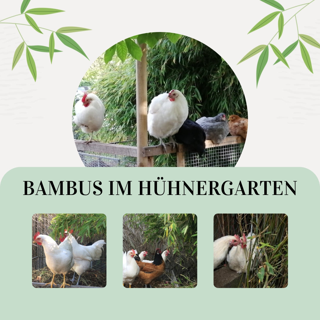 Abgebildet sind auf mehreren Fotos Hühner mit Bambus. Im Textfeld steht: Bambus im Hühnergarten