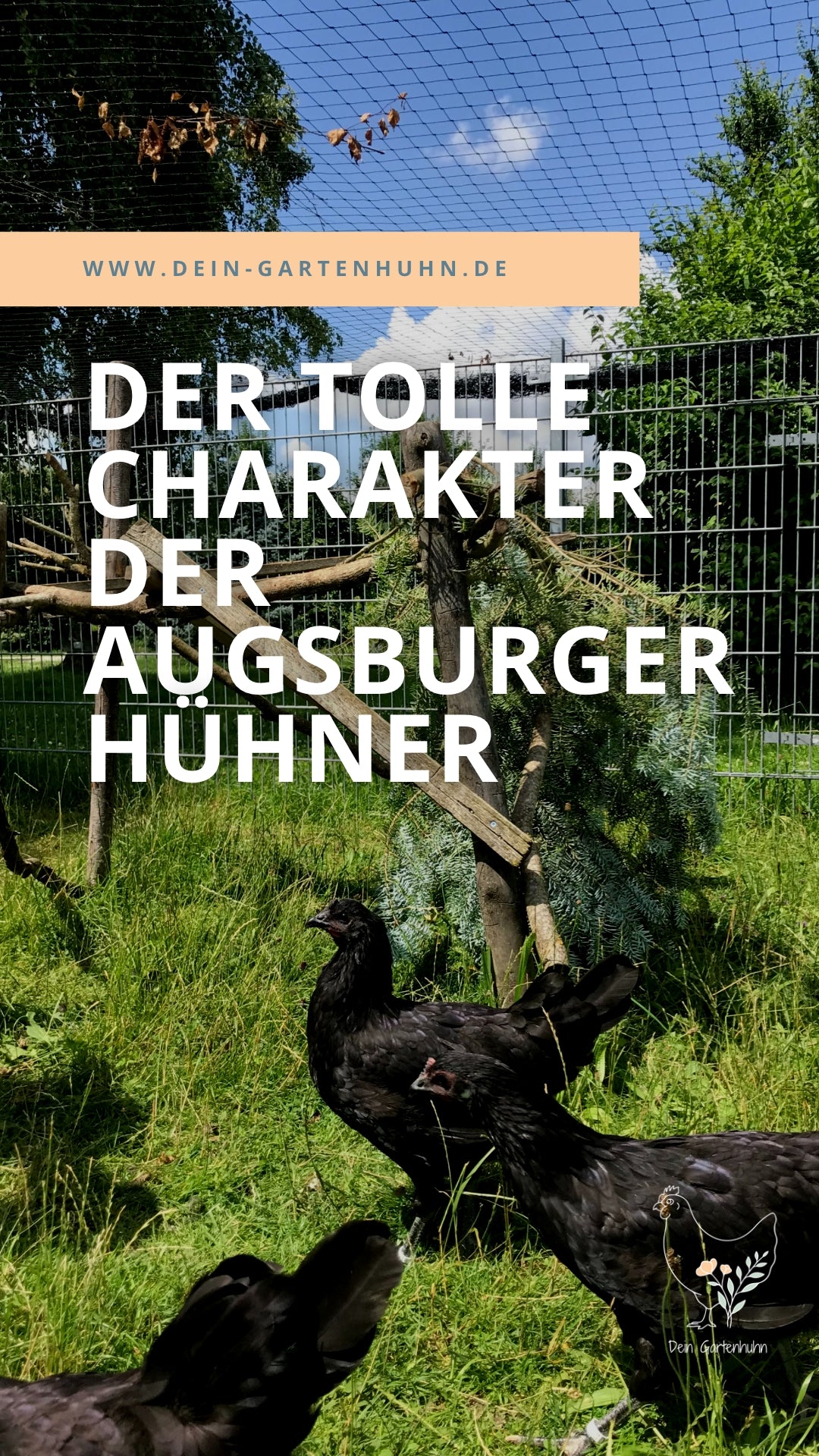 Augsburger Hühner haben einen tollen Charakter. Abgebildet sind ein paar Junghennen auf grüner Wiese.