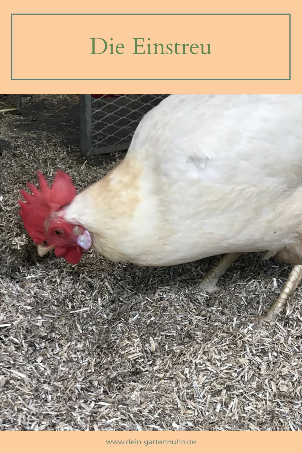 Abgebildet ist ein weißes Huhn, welches in der Einstreu pickt.